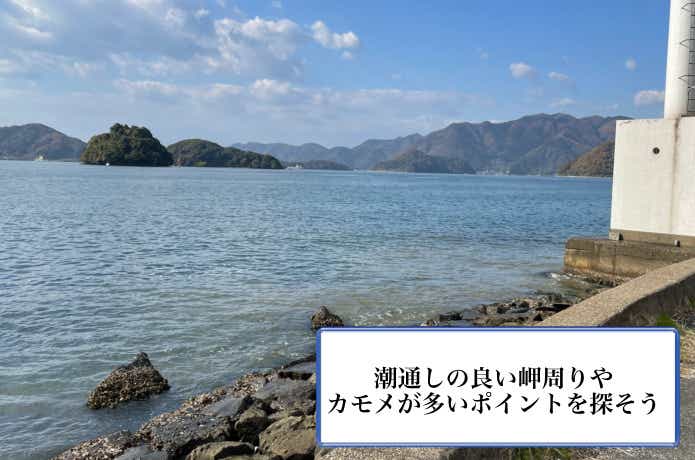 サゴシのポイント