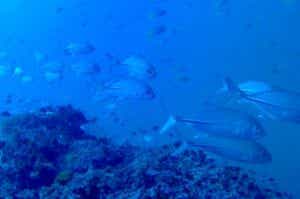 死滅回遊魚　メッキ