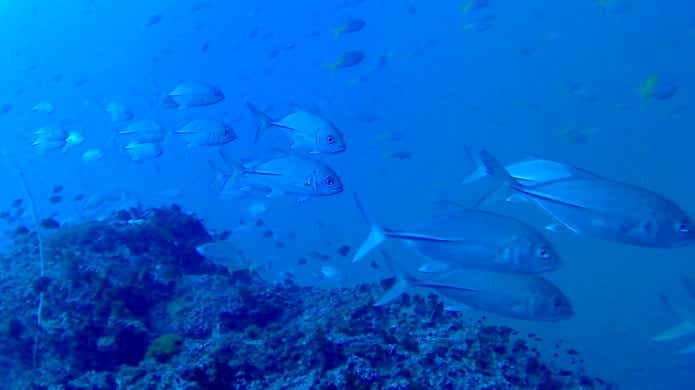 死滅回遊魚　気候変動