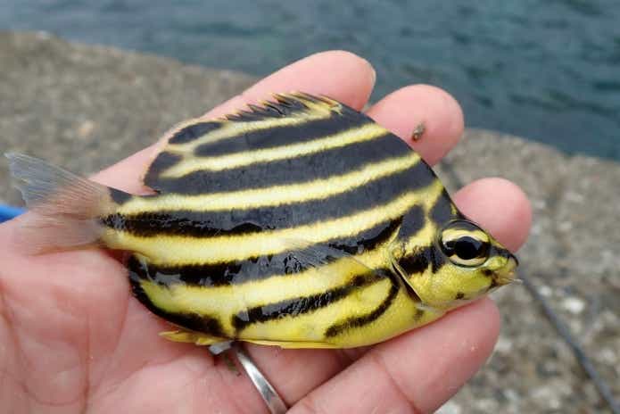 カゴカキダイ　釣り