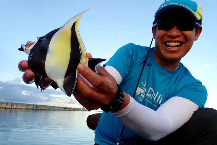 チョウチョウウオ　ツノダシ　死滅回遊魚