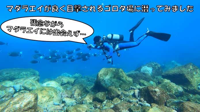 マダラエイ　生息　ゴロタ