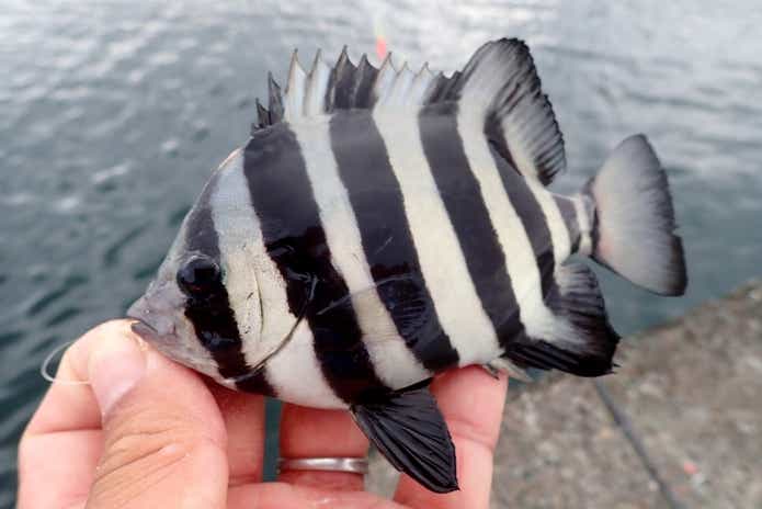 サンバソウ イシダイ 堤防五目釣り 胴突き