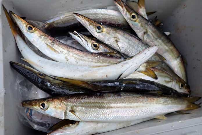 カマスサビキ　釣り