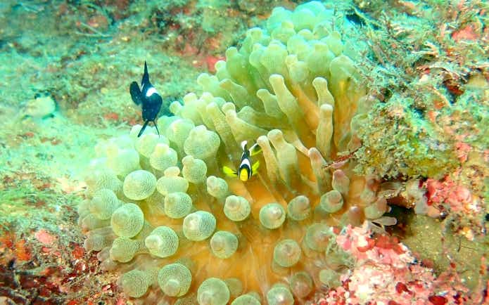 死滅回遊魚　越冬　気候変動