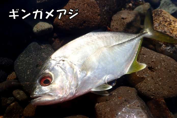ギンガメアジ