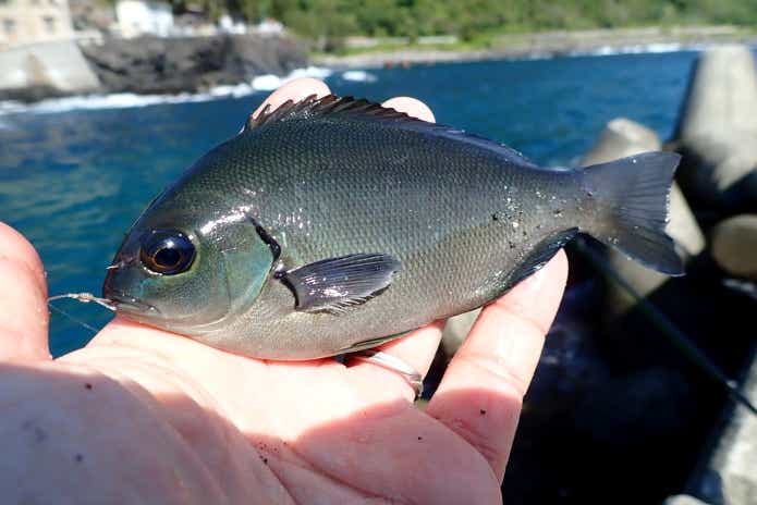 グレ 胴突き 五目釣り