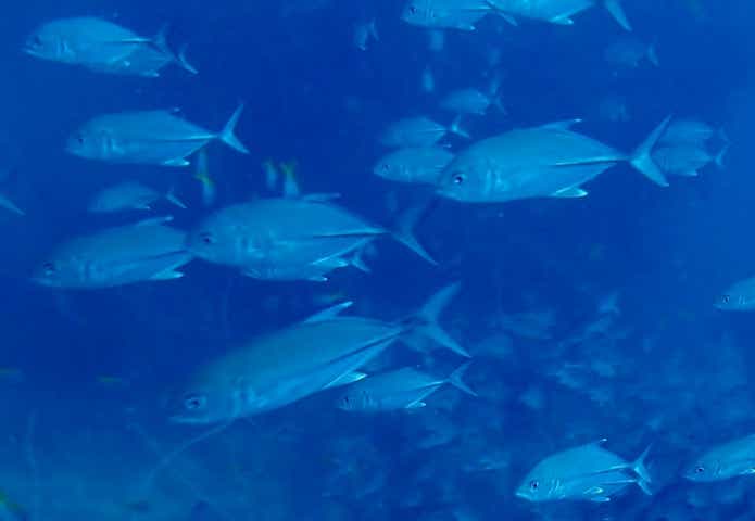 死滅回遊魚