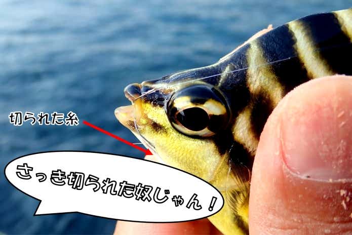 カゴカキダイ