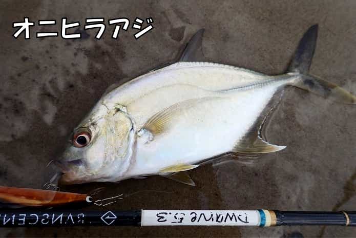 オニヒラアジ　死滅回遊魚