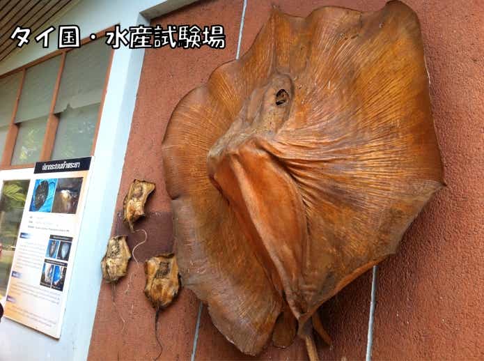ヒマンチュラ・チャオプラヤ　タイ