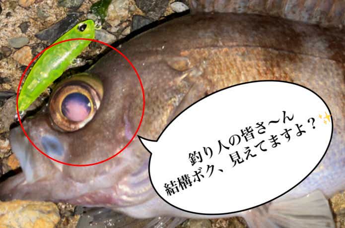メバルの釣果
