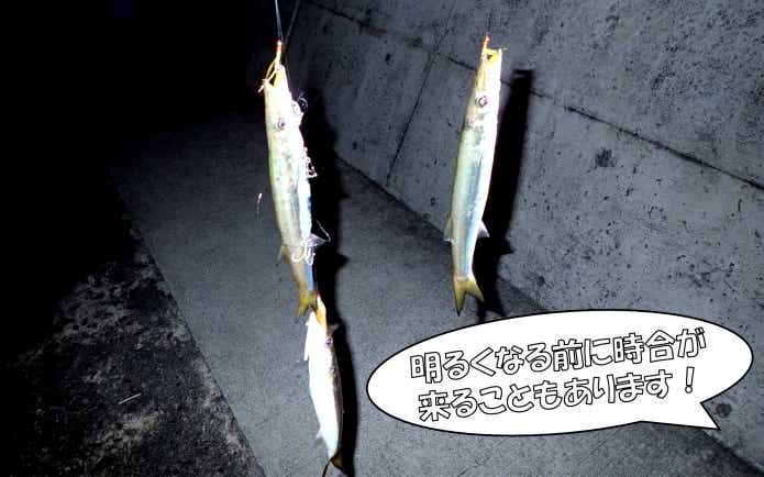 カマス　サビキ　地合い