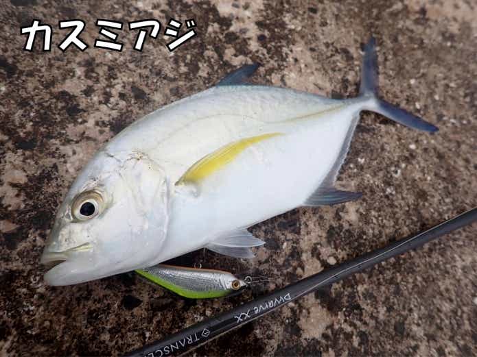 カスミアジ　メッキ　死滅回遊魚