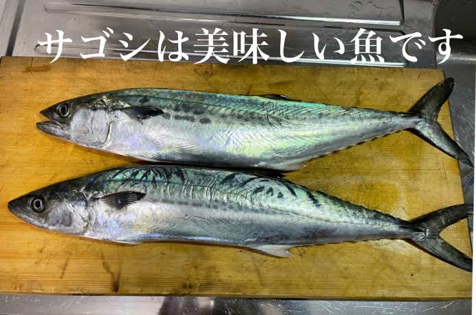 サゴシ