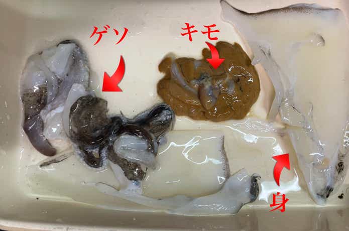 コウイカの画像