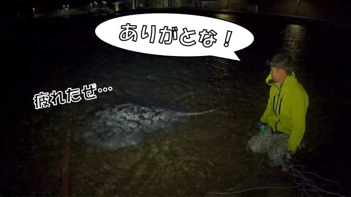 マダラエイ　リリース