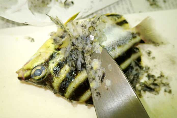 カゴカキダイ　鱗