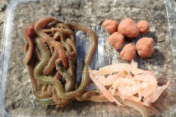 胴突き仕掛け エサ