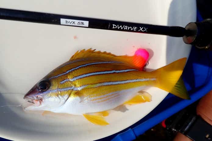 フエダイ　死滅回遊魚