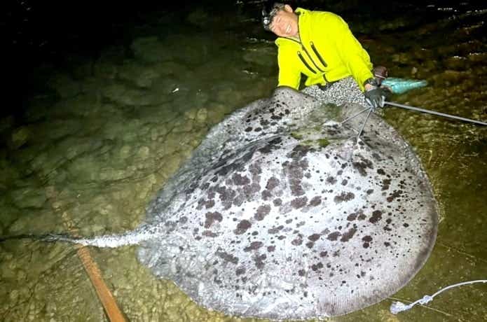 マダラエイ　釣り　怪魚
