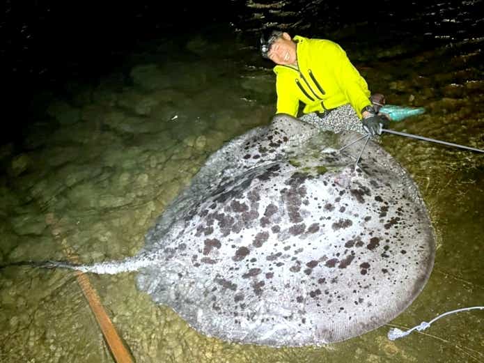 マダラエイ　怪魚釣り