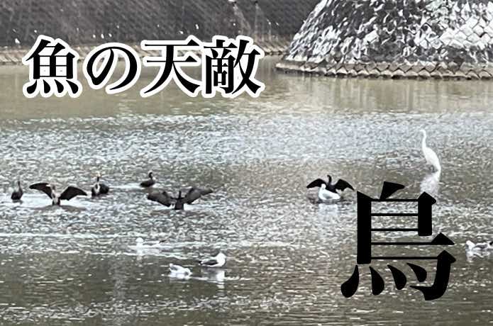 鳥のような音