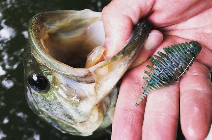 ベローズギル2.8インチ 釣果