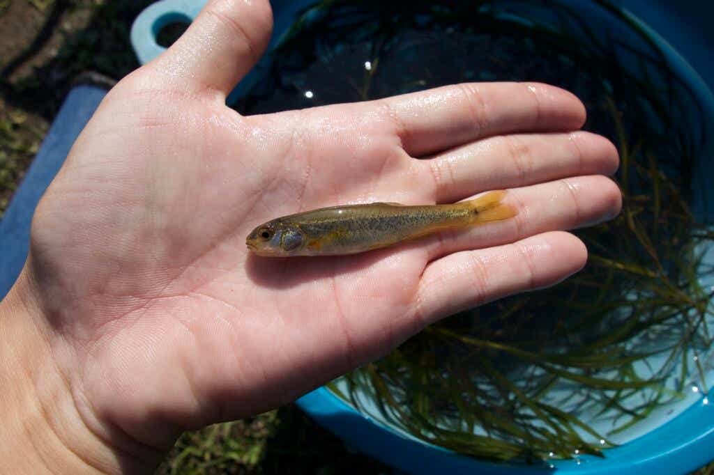 オランダ釣り