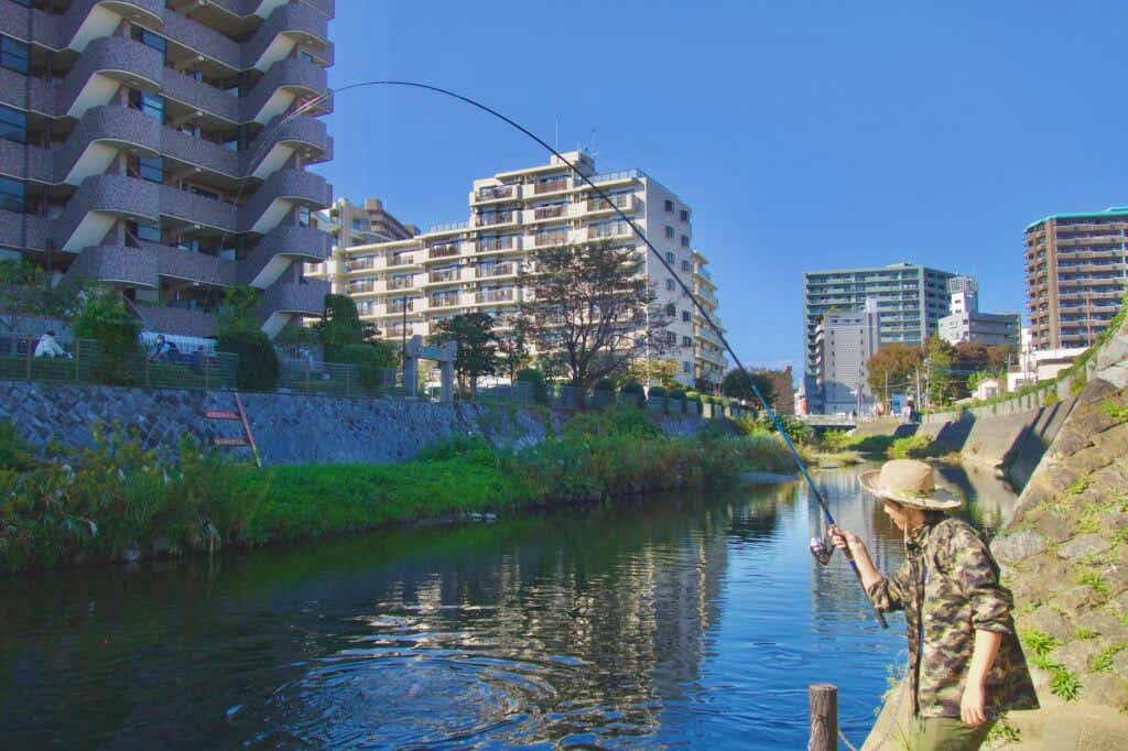 鯉釣り