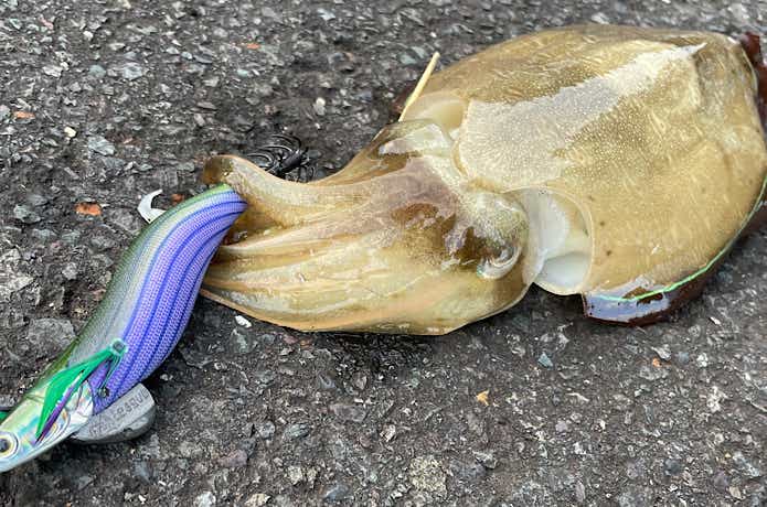 コウイカの画像