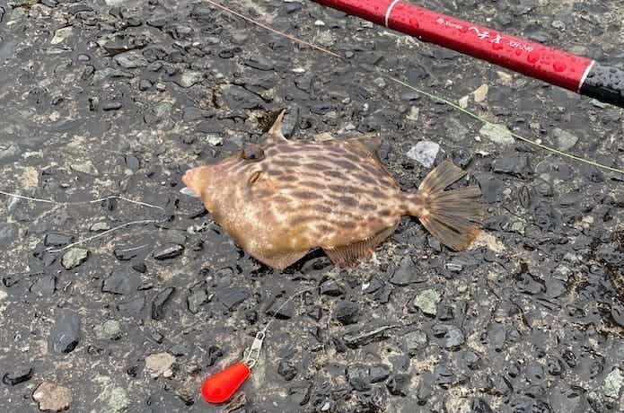 堤防のカワハギ釣りの画像
