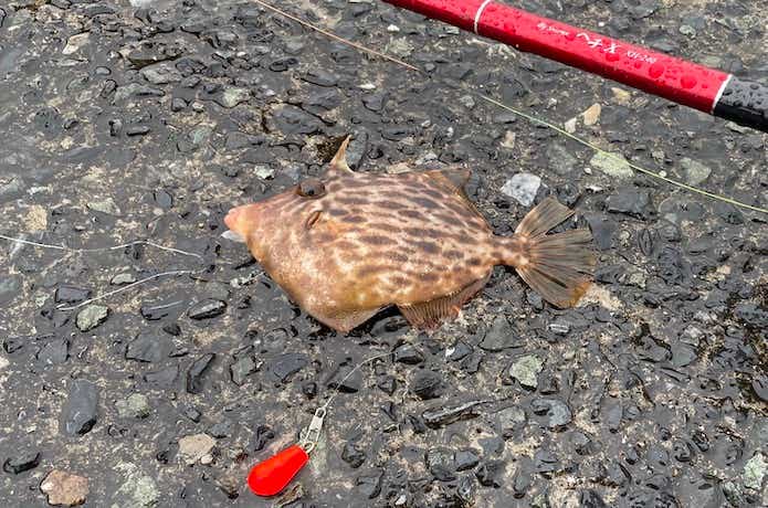 堤防のカワハギ釣りの画像