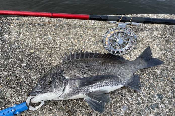 チヌ釣りの画像