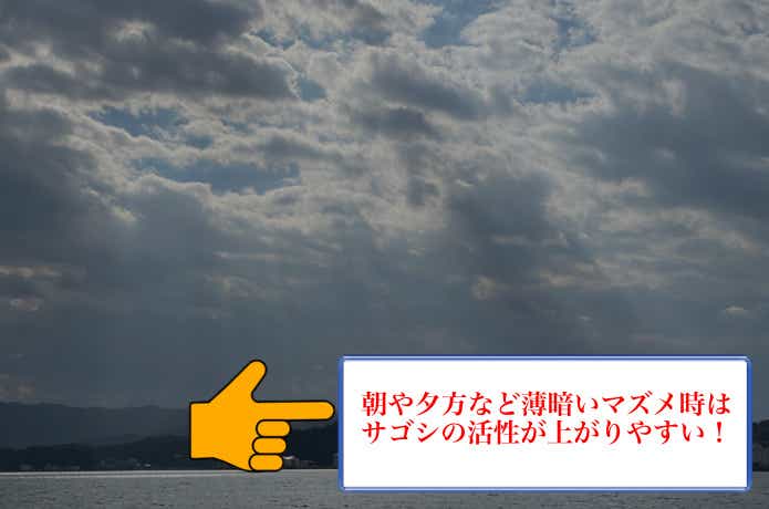サゴシの時合い