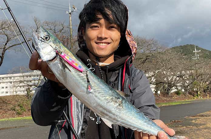 サゴシ釣果