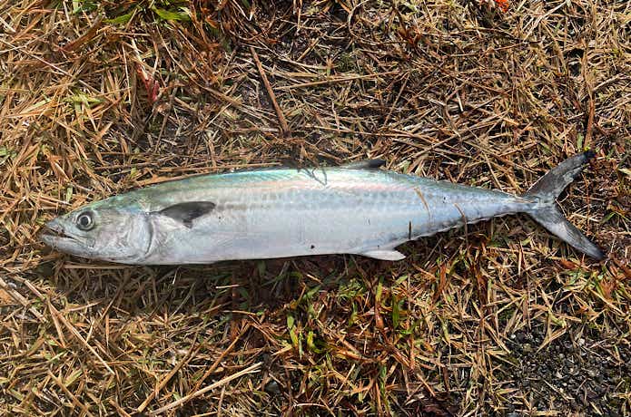 サゴシ釣果