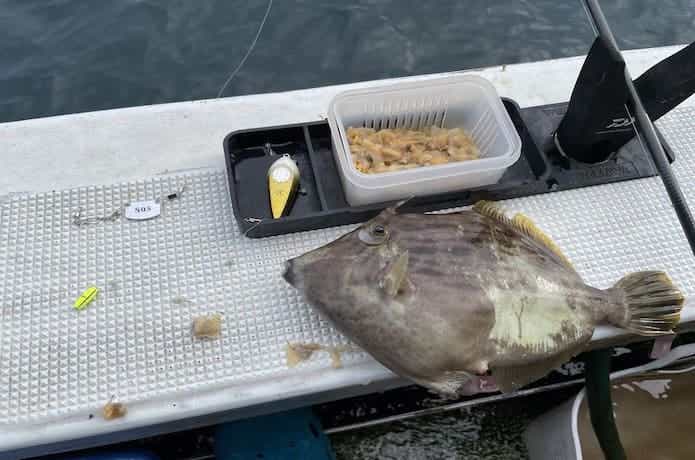 DAIWA - カワハギ 仕掛け 錘 中錘 セット DAIWA - カワハギ 仕掛け 錘 中錘 セットの通販 by らぷくん's