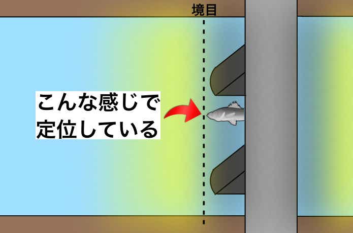 【明暗部編】シーバス