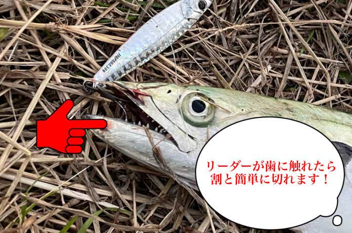 サゴシ釣果