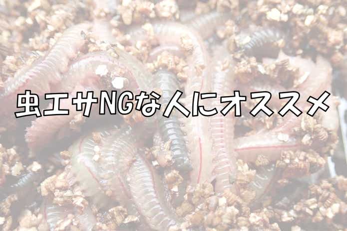 ハゼ釣り　ボイルホタテ　メリット