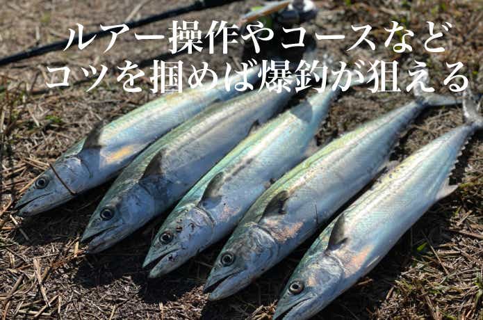 サゴシの釣果