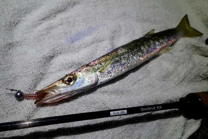 カマス　ルアー釣り