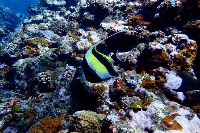 チョウチョウウオ　死滅回遊魚