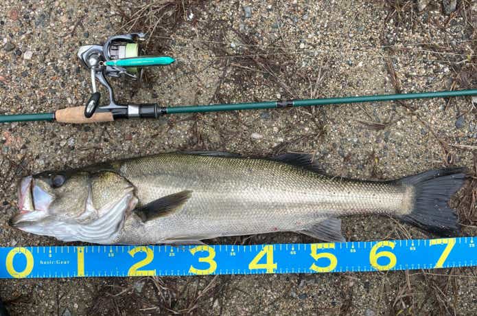 ナンデモロッドで釣ったシーバス