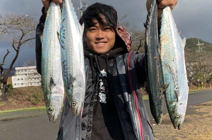 サゴシの釣果