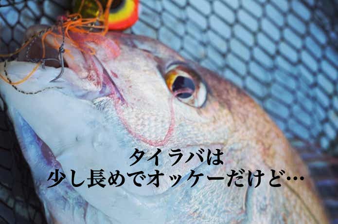 鯛ラバ編