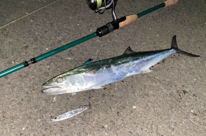 ナンデモロッドで釣ったサワラ