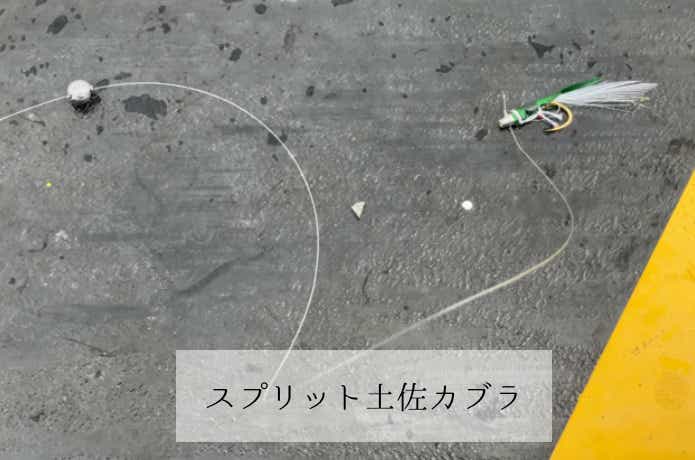 ワームよりも釣れる！？】土佐カブラがマジですごい！アジング