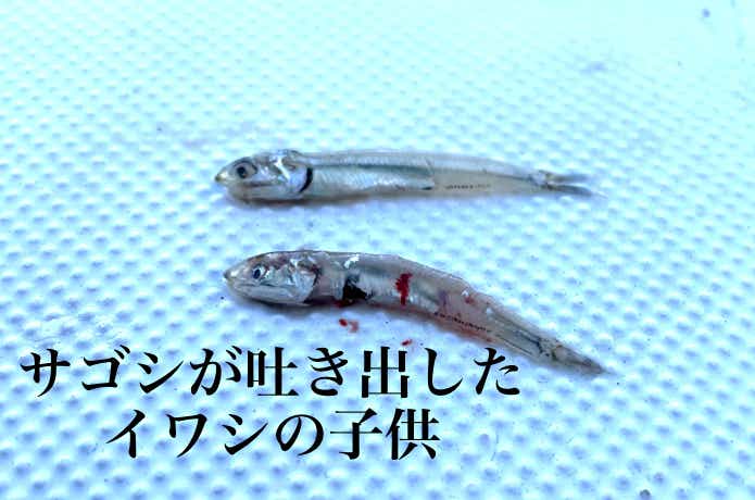 ベイトのサイズ